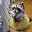 raccoon