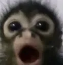 o_