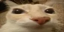 gato