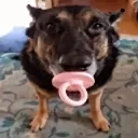 whatdadogdoin