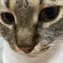 Zcat_stare
