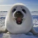 SC2_Seal_happy
