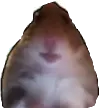 hamstuh