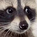 raccoon_SOSELITE