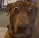 perocomo perocomo