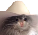 SadCatCowboy