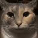 cat_bruh