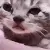 catcry