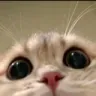 catstare2