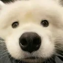 Dogstare