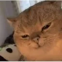evilcathehe