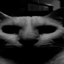 CatIMCOOKED