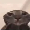 eh