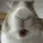bunny_stareEat