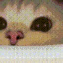 CatSmell