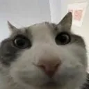 catte