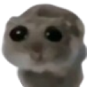 hamster_sad hamster_sad