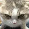 gatoangy