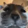 catStare