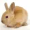 littlefunnybunnyrabbit