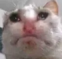 sadcat