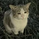 sad_cat