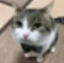 yo