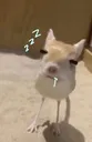 roinguseepy