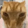catdance