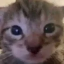 Kat_Stare
