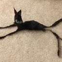 squanched_car