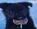 Pawpsicle