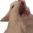AAHCat