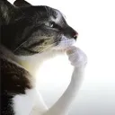 thinkingcat