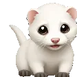 shakeferret2
