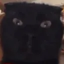 fuckinganimalillGETyou