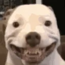 Awkwarddogsmile