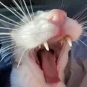 Raaaaaaagh