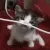 kittychomp