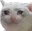 sadcat