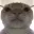 swagcat