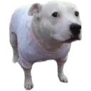 dog_stun
