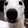 DogLookingSussyAndCold DogLookingSussyAndCold