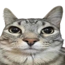 CatSeriously Discord emoji