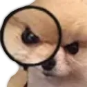 susdog