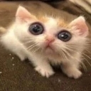 RT_Enrys Discord emoji