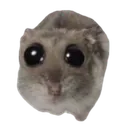 HamsterSad