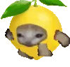 lemoncatrun