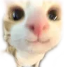 sinichka