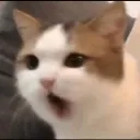 cat_shock_cc